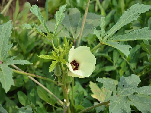 ワイの育ててる野菜、虫さんにくわれまくる・・・