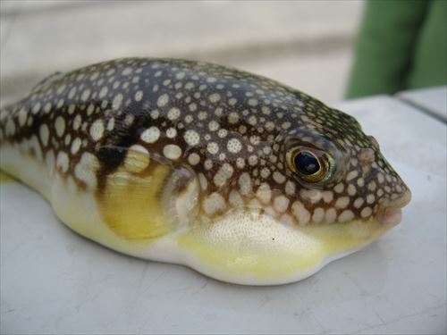 Young_species_of_Tetraodontidae_(fugu)_R