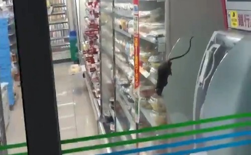ファミリーマートの店舗内に大量のネズミが出没する動画が拡散され店舗閉鎖と謝罪 	