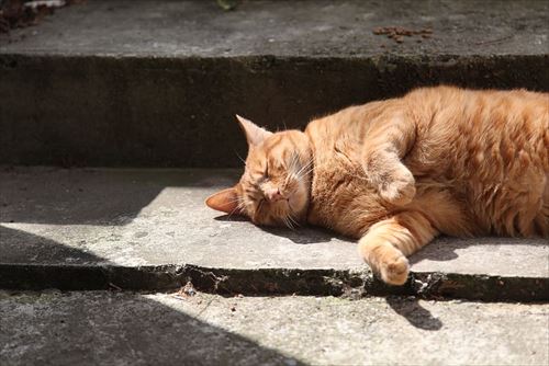 red-cat-cat-sleeping-staircase-shadow_R
