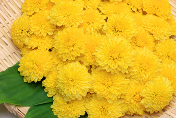 食用菊3(フォトリア)