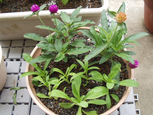 夏の花の寄せ植え 空想基地