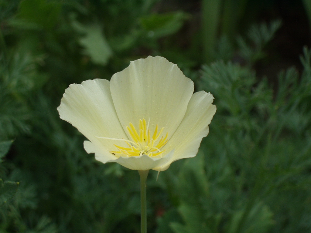 ミックスフラワーガーデンの仲間達 空想基地