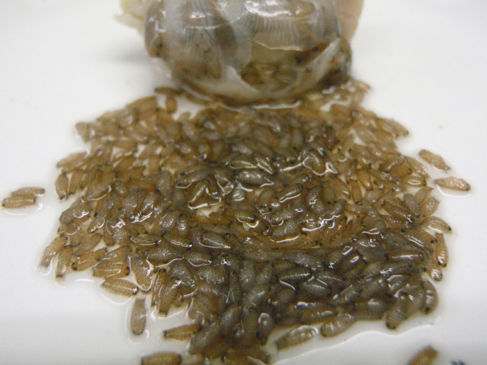 真鯛の天ぷらで家懐石 巻末 恐怖のタイノエ写真集 閲覧注意 秘技 ちゃぶ台返し360度のきまぐれダイニング