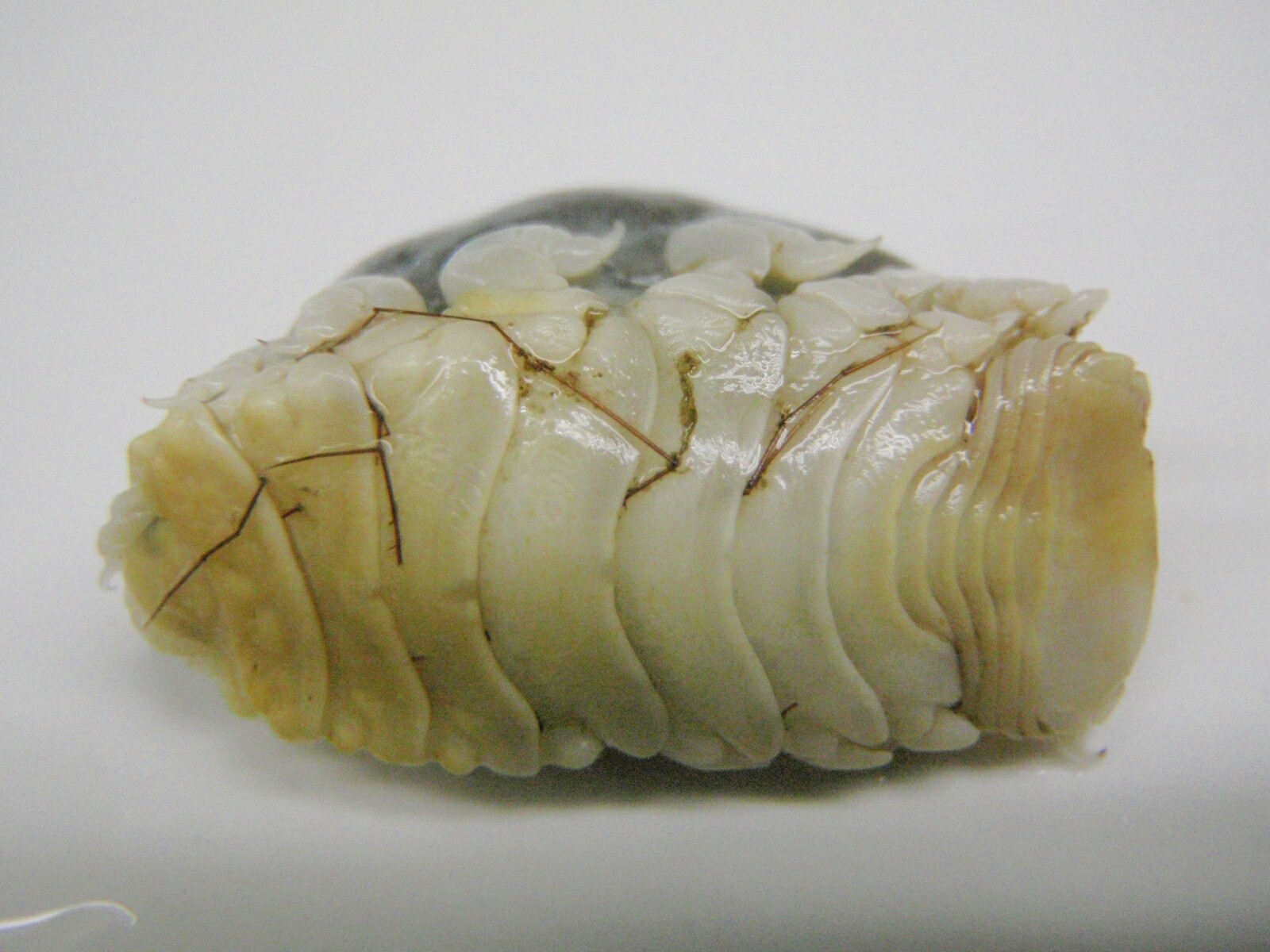 真鯛の天ぷらで家懐石 巻末 恐怖のタイノエ写真集 閲覧注意 秘技 ちゃぶ台返し360度のきまぐれダイニング