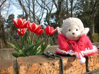 tulipみに
