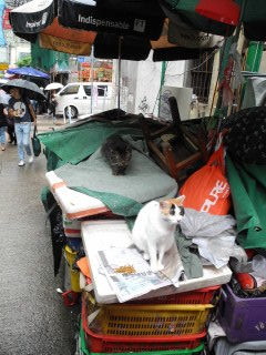 猫2
