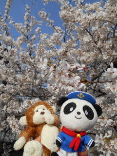 桜3jpg