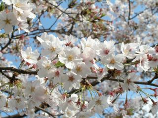 sakura