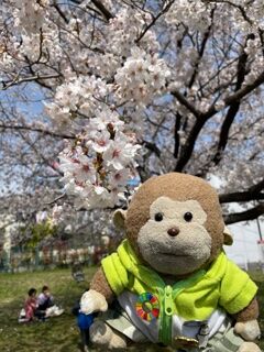 桜2