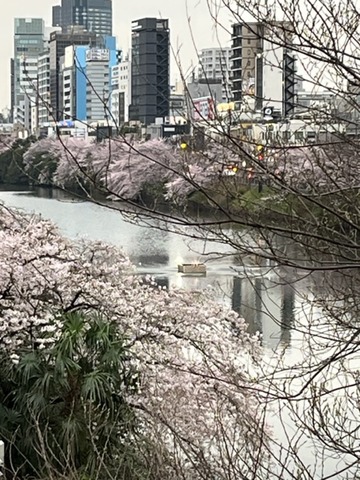 桜２