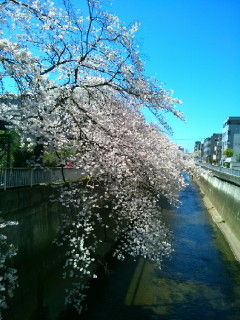川桜