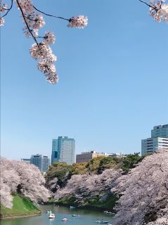 千鳥ヶ淵 2