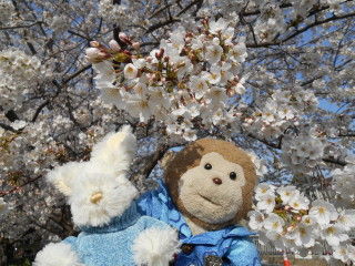 桜2