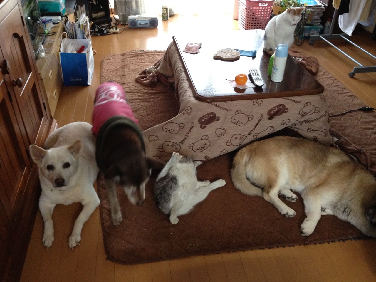 まるでムツゴロウさん家みたい いつも笑っていたいね