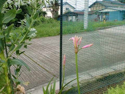 ネリネの花 アホ犬 アホ飼い主狂騒曲