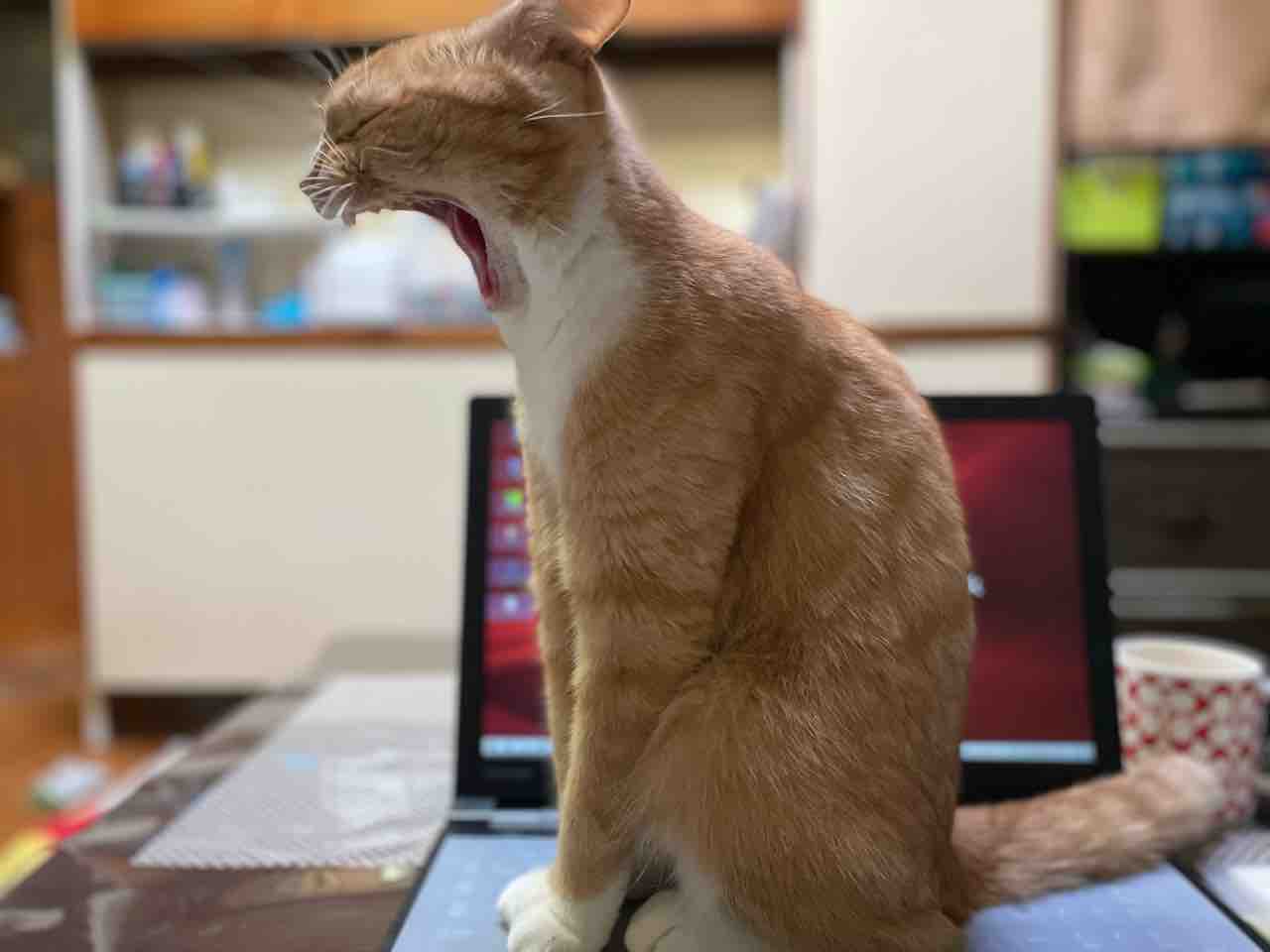 バンザーイ おてんば茶々姫