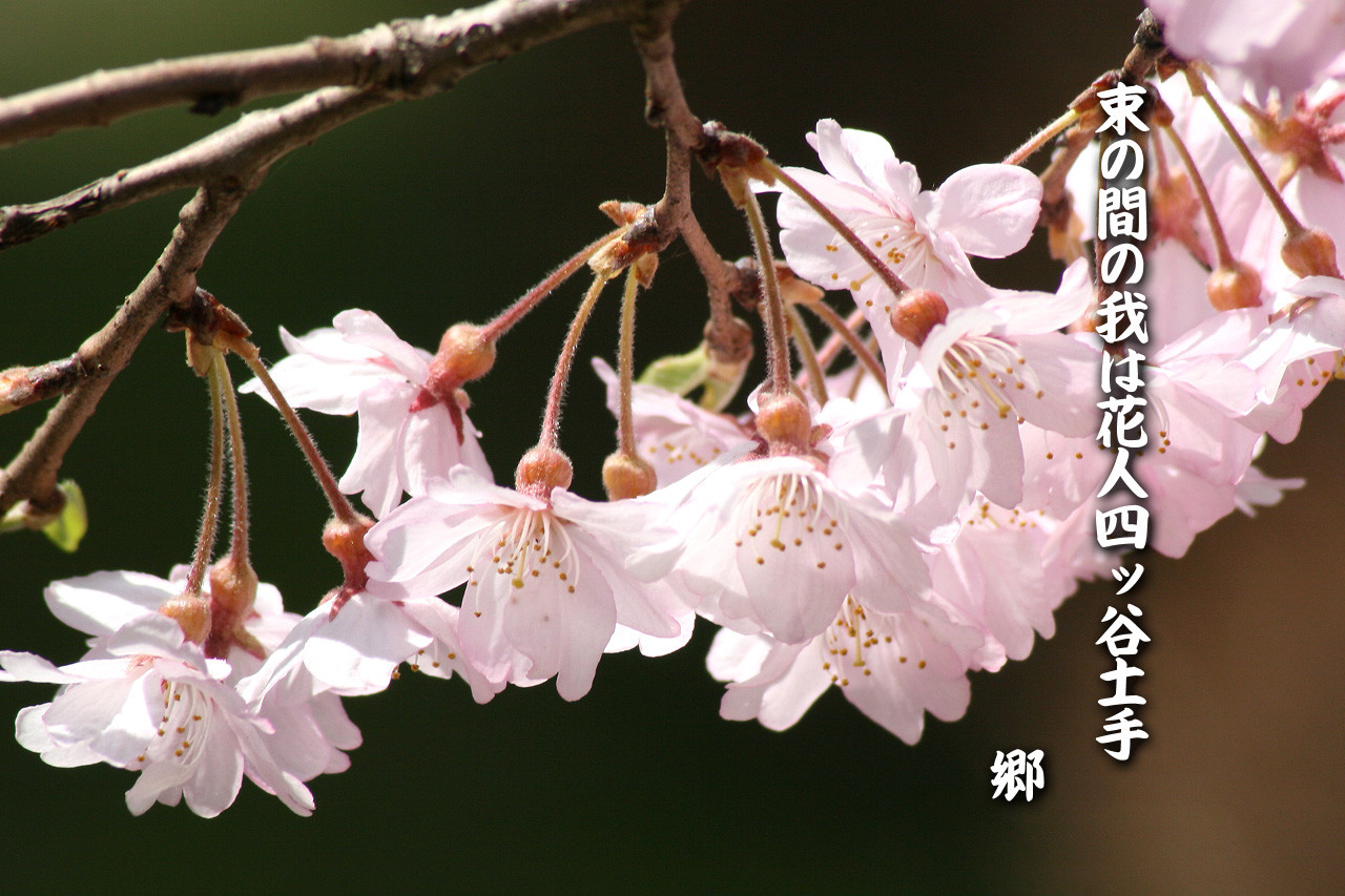 三月の俳句 束の間の我は花人四ッ谷土手 茶々亭はなれ