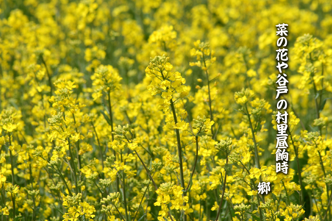 三月の俳句 菜の花や谷戸の村里昼餉時 茶々亭はなれ
