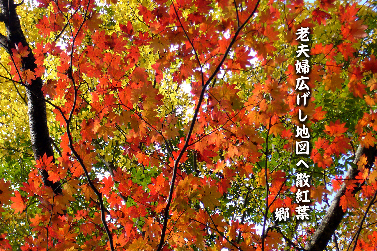 十一月の俳句 老夫婦広げし地図へ散紅葉 茶々亭はなれ