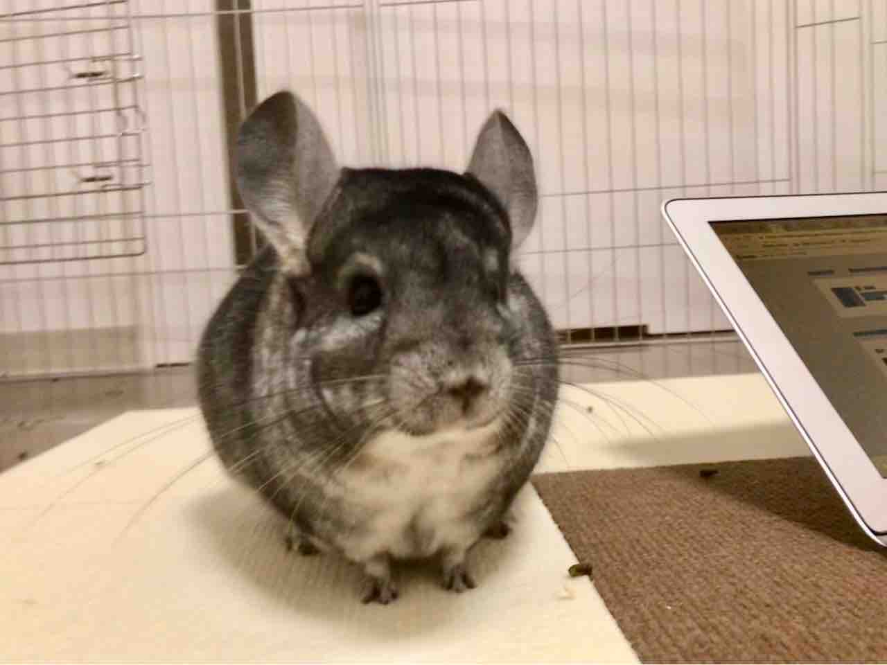 本日のかりん様 かわいいかわいい ちんちら中心生活 一人暮らし女の嗜み