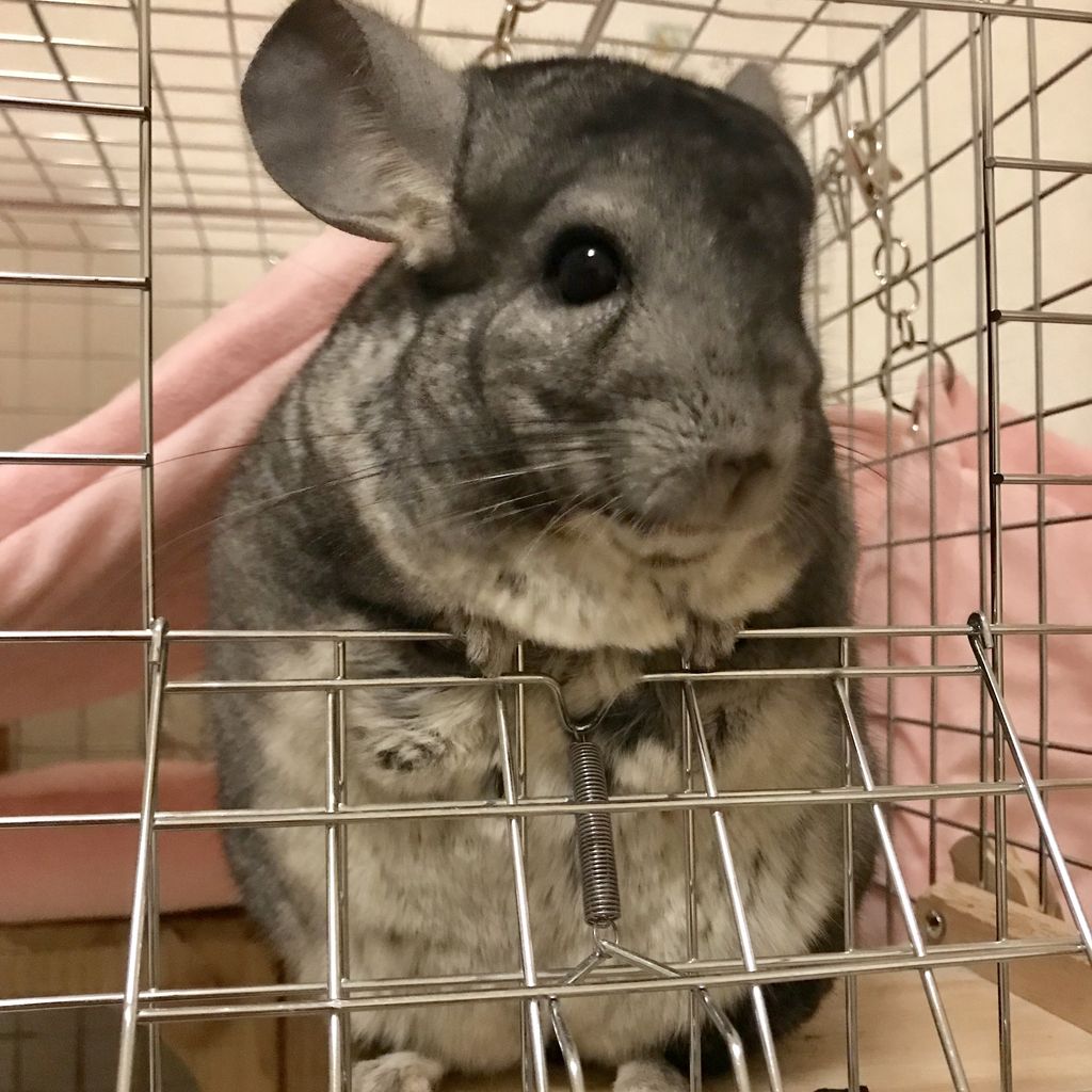 ペット 臭く ない