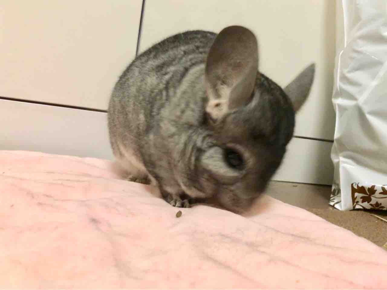 本日のかりん様 ピンクかわいい ちんちら中心生活 一人暮らし女の嗜み