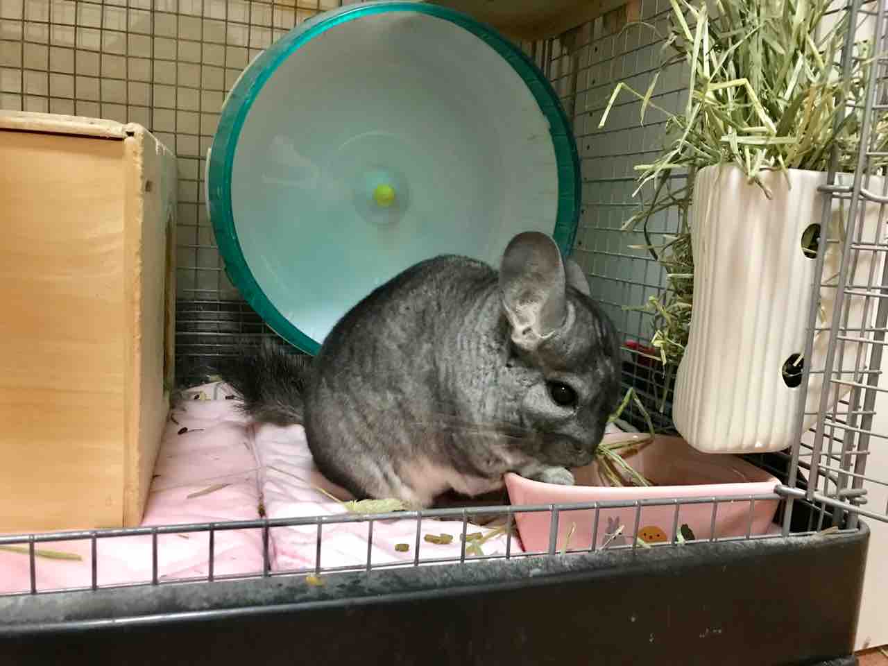 チンチラ ちんちら中心生活 一人暮らし女の嗜み チンチラ ちんちら中心生活 一人暮らし女の嗜み