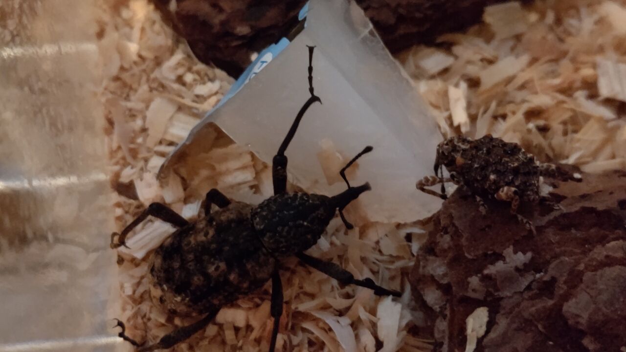 ゾウムシランド 虫様についてこい D ノ ゾウムシランド 虫様についてこい D ノ