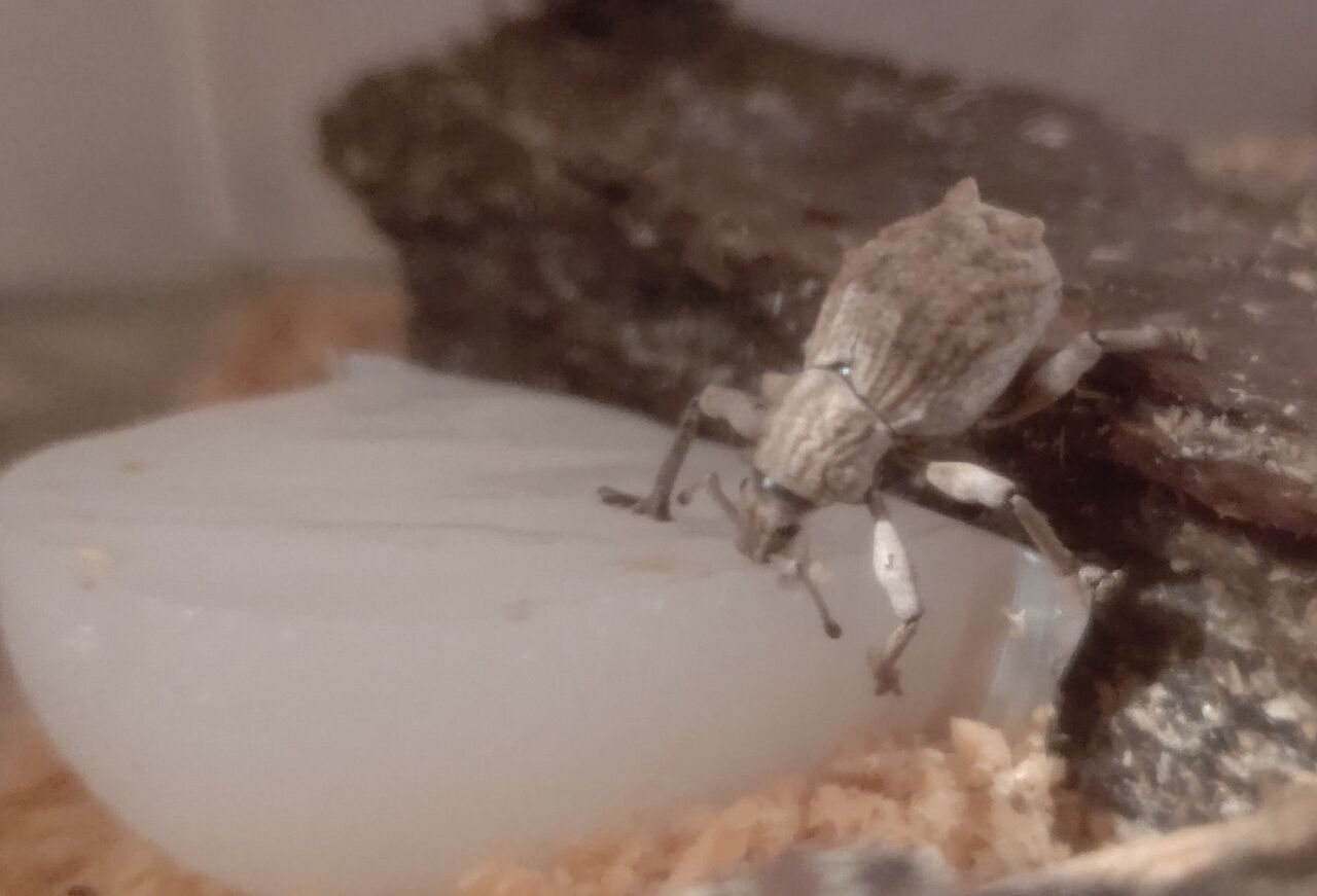 夏の虫編 シロコブゾウムシ 虫様についてこい D ノ