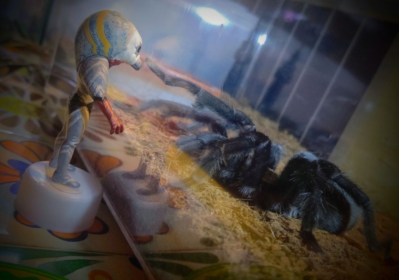 宇宙人みたいな虫と 宇宙人 虫様についてこい D ノ