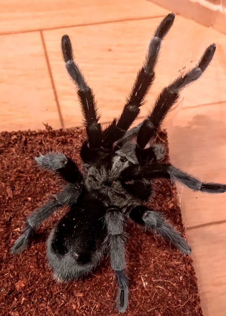 キッズ大量発生 虫様についてこい D ノ