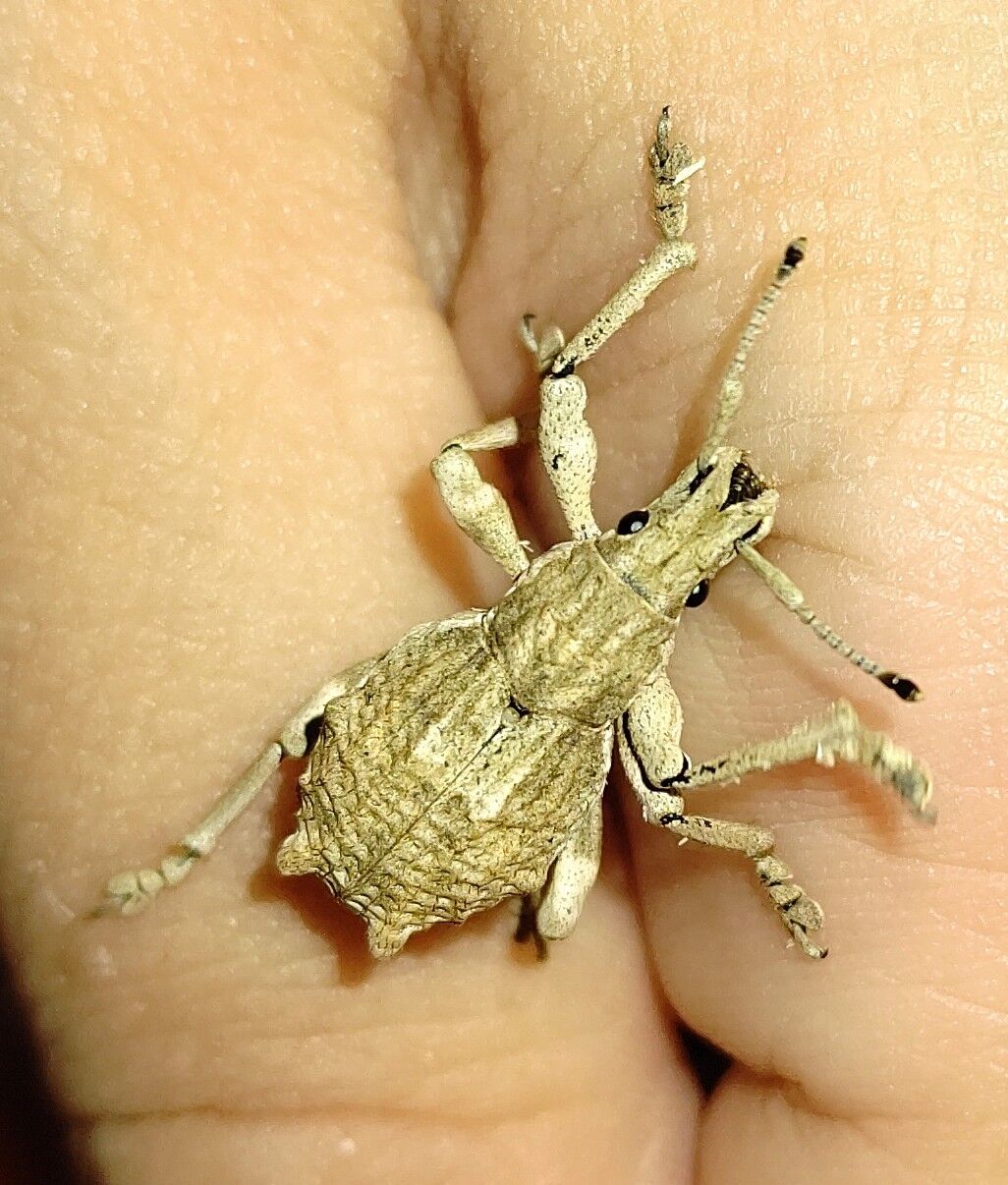 夏の虫編 シロコブゾウムシ 虫様についてこい D ノ