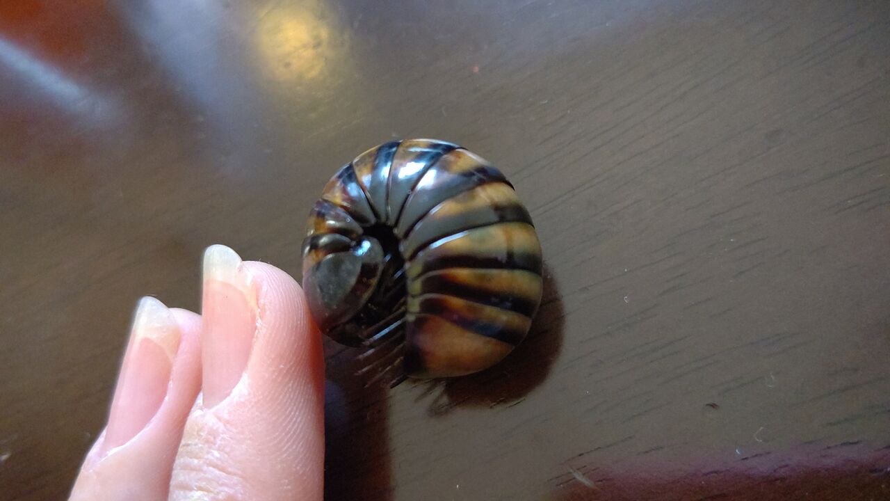 キハの介護 虫様についてこい D ノ