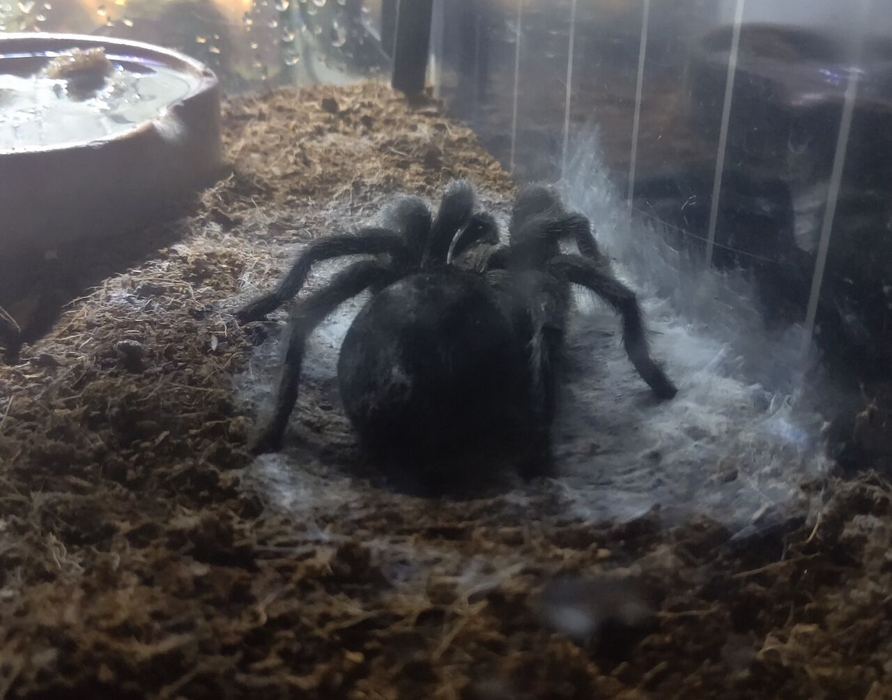 クマ子脱皮準備開始 虫様についてこい D ノ