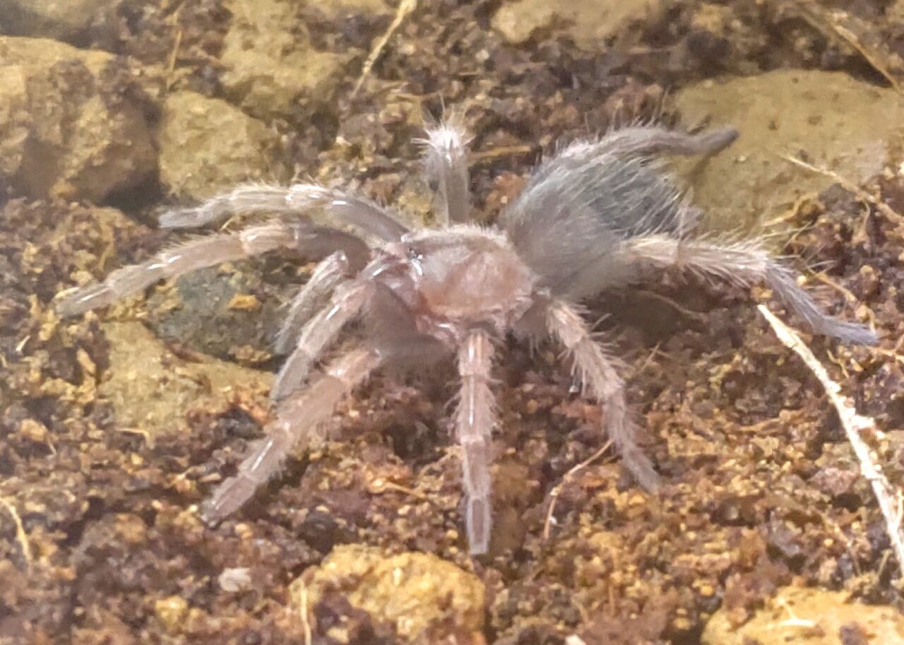 こんにちわ 赤ちゃん 虫様についてこい D ノ こんにちわ 赤ちゃん 虫様についてこい D ノ