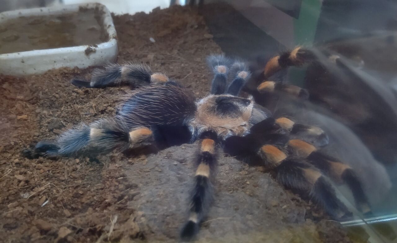 蜘蛛が見る夢 虫様についてこい D ノ