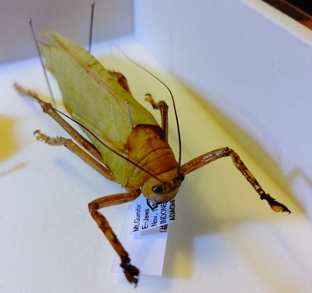 標本イベント 虫様についてこい D ノ