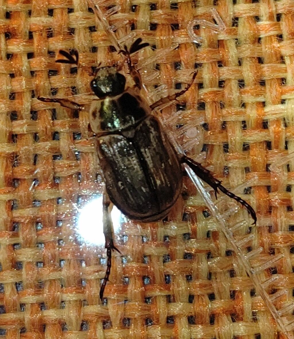 虫様飛来 虫様についてこい D ノ