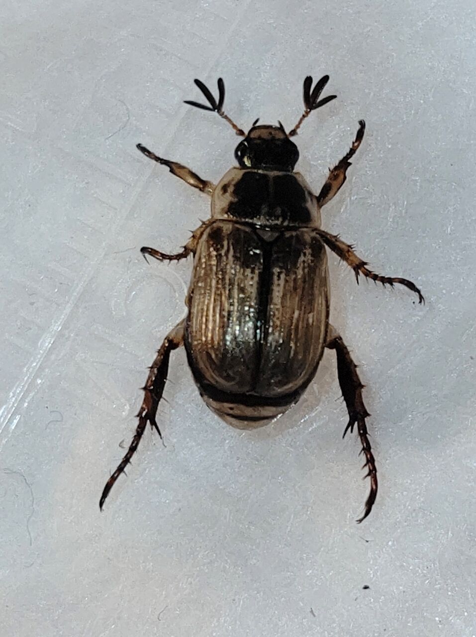虫様飛来 虫様についてこい D ノ 虫様飛来 虫様についてこい D ノ