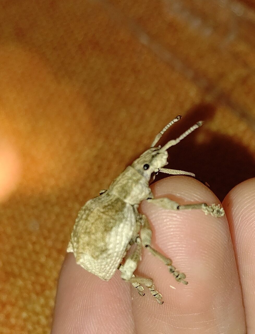 夏の虫編 シロコブゾウムシ 虫様についてこい D ノ
