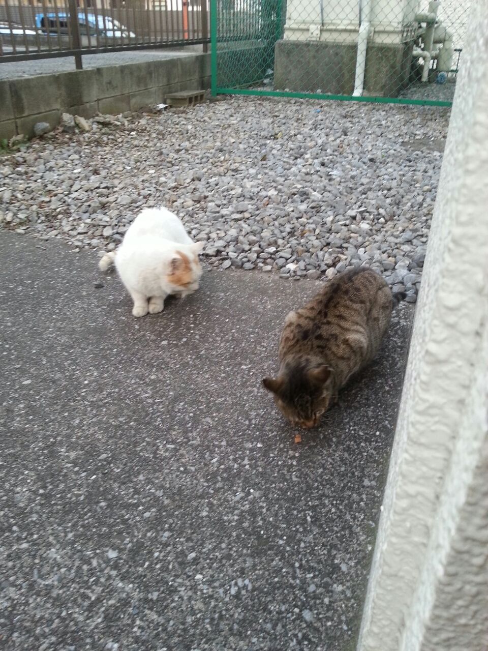 先住猫 ニャンコ先生と主様 ちゃいたんといっしょ