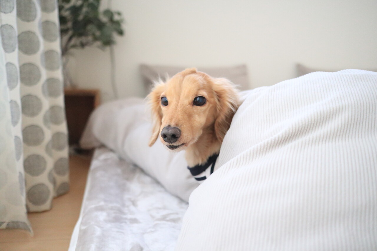 愛犬と一緒の寝室を快適に変えるための5つの小さな工夫 Chairs And インテリアコーディネーター的diyと暮らしのブログ Powered By ライブドアブログ 愛犬と一緒の寝室を快適に変えるための5つの小さな工夫 Chairs And インテリアコーディネーター的diyと暮らしのブログ Powered By ライブドアブログ