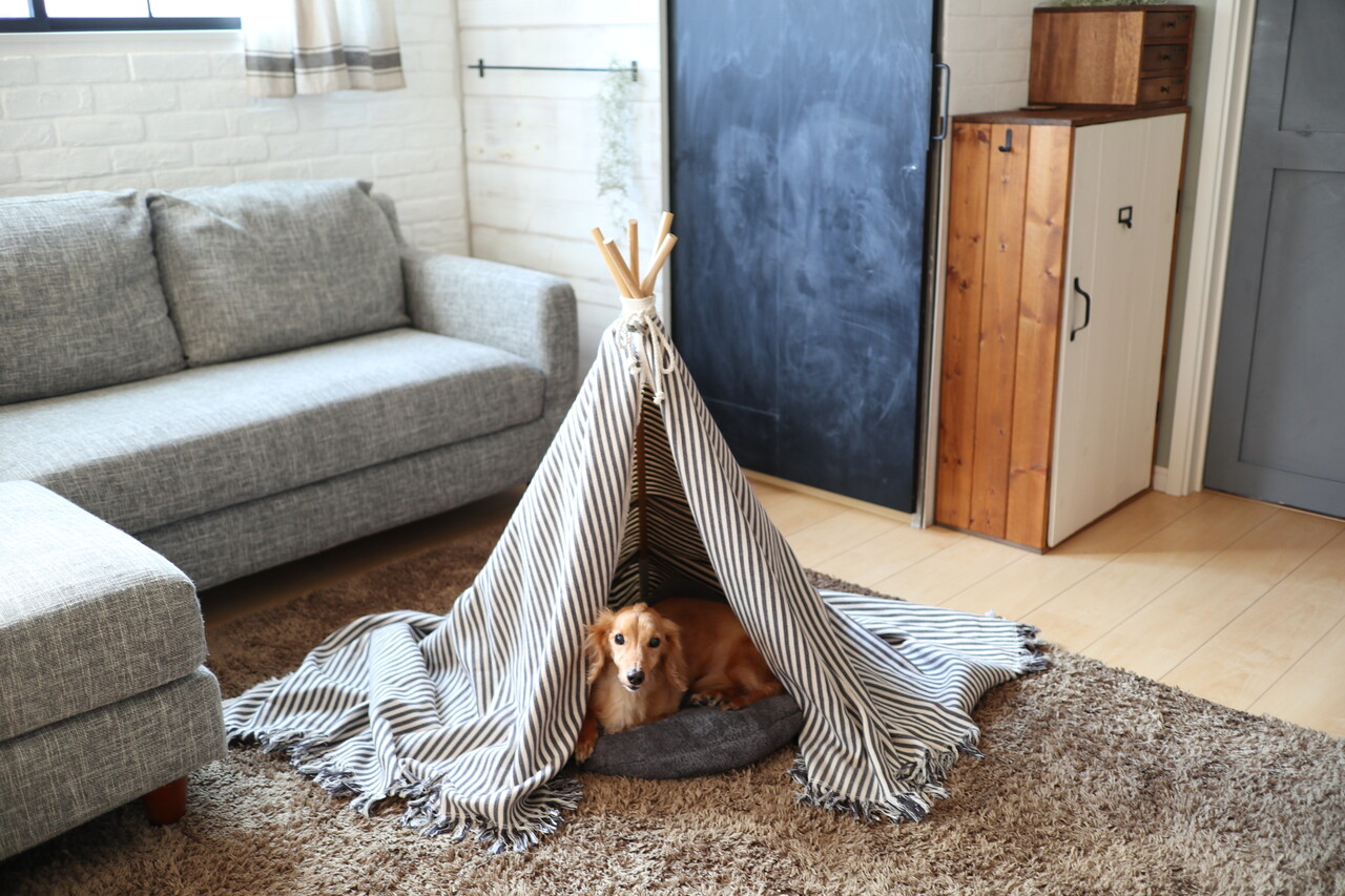 超簡単3step 100均と家にあるアイテムを使って 愛犬用ティピーテント をdiyしよう Chairs And インテリアコーディネーター的diyと暮らしのブログ Powered By ライブドアブログ 超簡単3step 100均と家にあるアイテムを使って 愛犬用ティピーテント をdiyしよう Chairs And インテリアコーディネーター的diyと暮らしのブログ Powered By ライブドアブログ