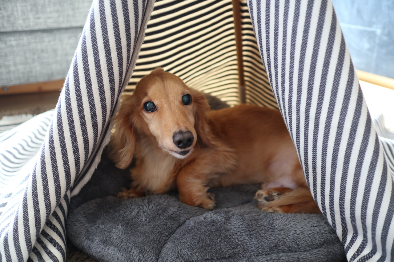 超簡単3step 100均と家にあるアイテムを使って 愛犬用ティピーテント をdiyしよう Chairs And インテリアコーディネーター的ｄｉｙと暮らしのブログ Powered By ライブドアブログ
