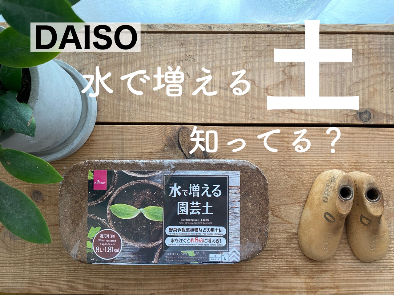 ダイソー 水で増える 土 知ってる Chairs And インテリアコーディネーター的ｄｉｙと暮らしのブログ Powered By ライブドアブログ