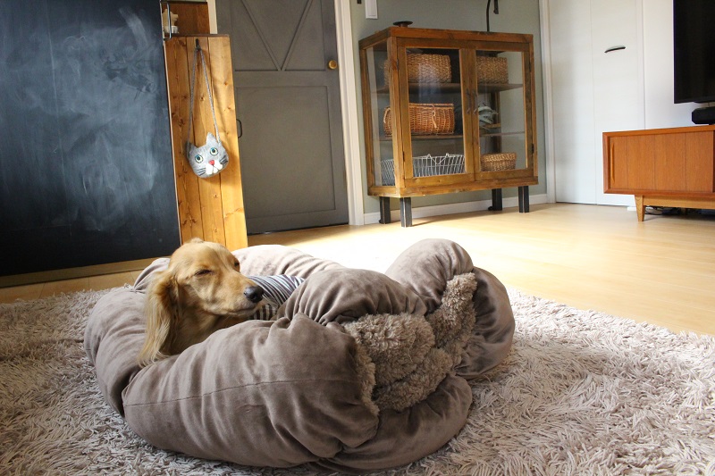 ひとも犬もダメになる 至福のクッションが最強な件 Chairs And インテリアコーディネーター的ｄｉｙと暮らしのブログ Powered By ライブドアブログ