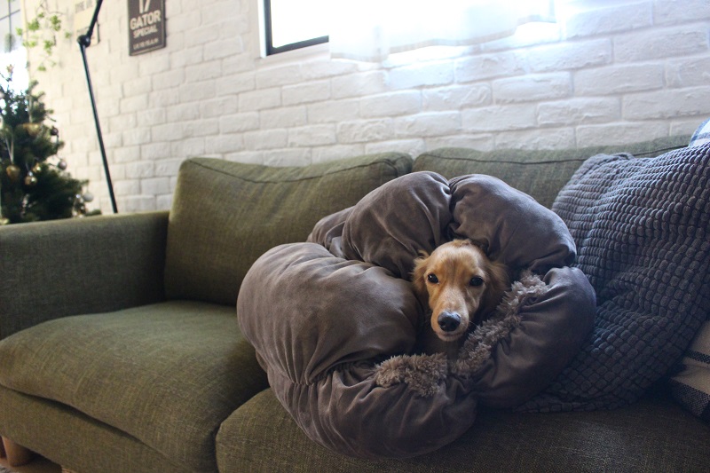 ひとも犬もダメになる 至福のクッションが最強な件 Chairs And インテリアコーディネーター的ｄｉｙと暮らしのブログ Powered By ライブドアブログ