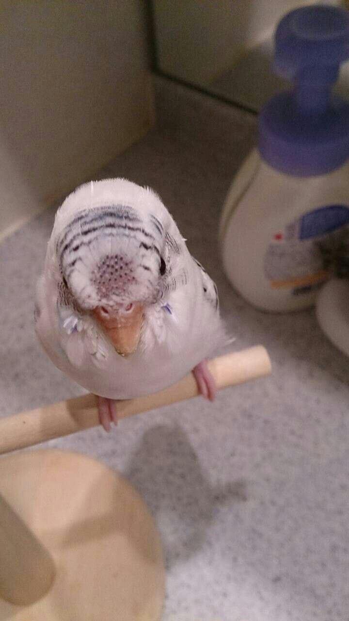 インコ 期 セキセイ 換羽