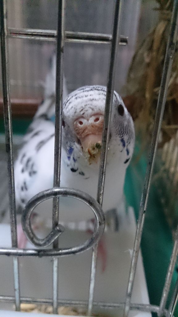 オスのセキセイインコは吐き戻す ちゃきんとん オスのセキセイインコは吐き戻す ちゃきんとん